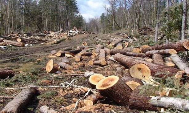 Penalitetet per demet mjedisore: Këshilli i Ministrave miraton listen e re te gjobave